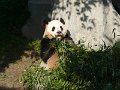 Pandas (031)